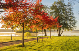 Välkommen på ”Trädvandring” 5 oktober i Strandparken