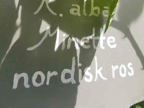 401555