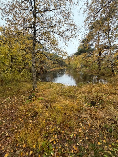 IMG_2095.jpeg