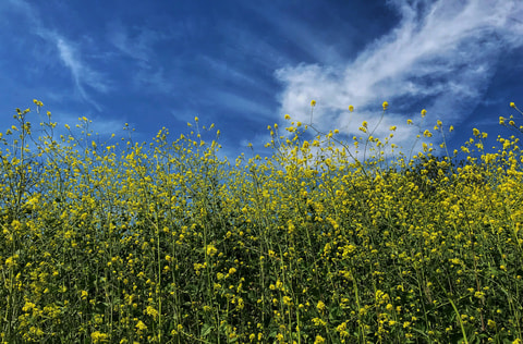 flower-g39f180f1c_1920.jpg