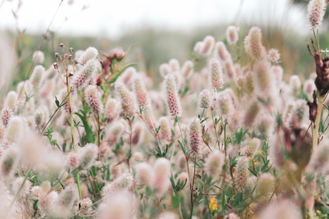 flowers-gd5a417308_1920.jpg