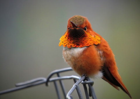 rufous-gd61992973_1920.jpg