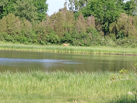Gökotta