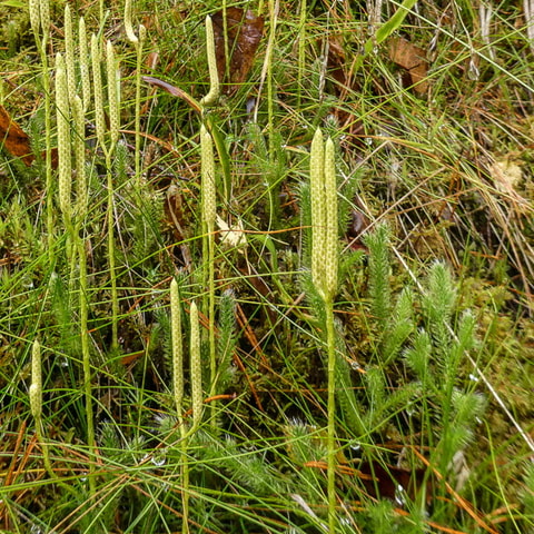 420128