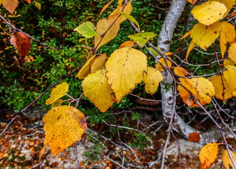 329564