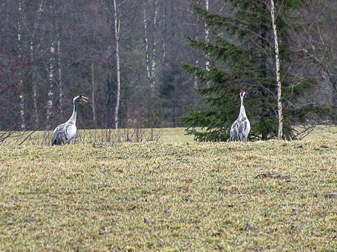 254421