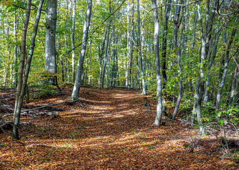 20261026_Svaneholm_0007.jpeg