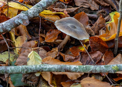 20261026_Svaneholm_0018.jpeg