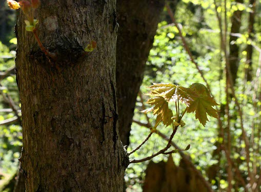 Naturens livskraft