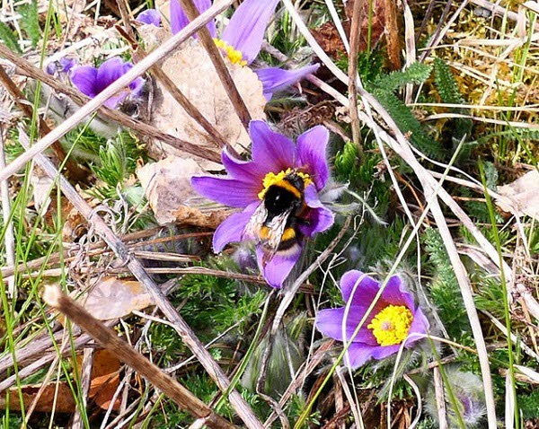 Humla. Foto L Bergström