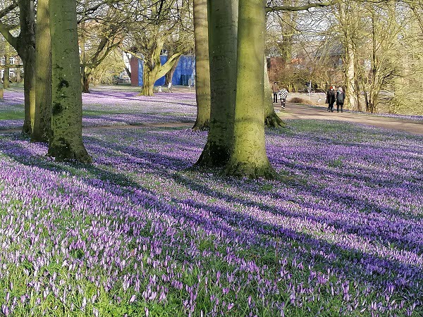 Krokusfestival Husum. Foto Margareta Hellström
