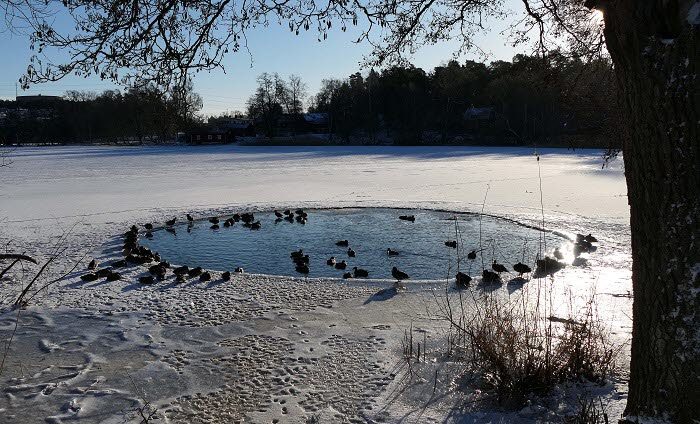 Norrviken. Foto Lennart Bergström
