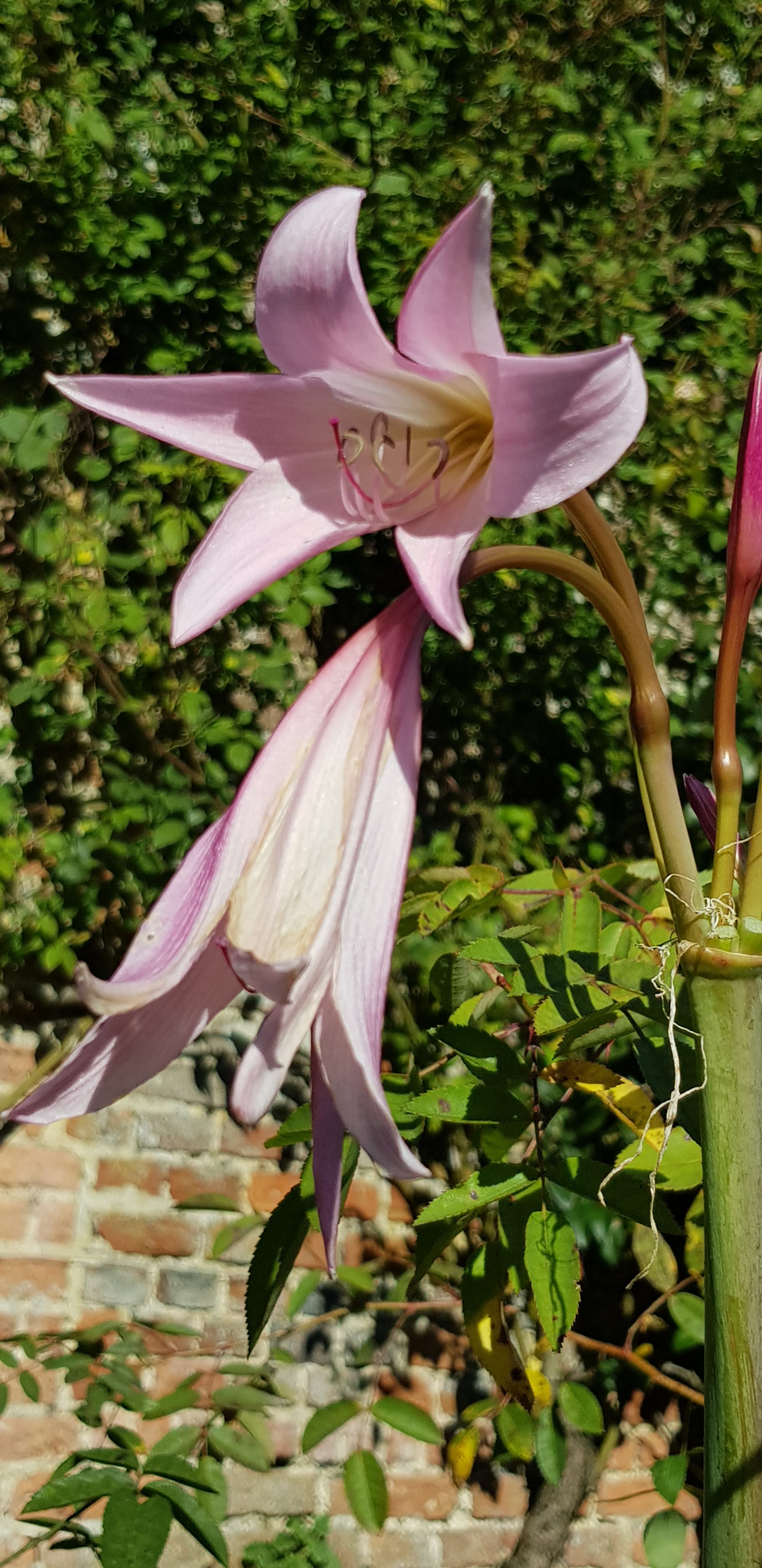 Belladonna Lily (Amaryllis)