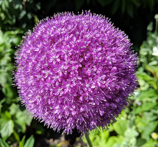 2021-06 Coronablomma