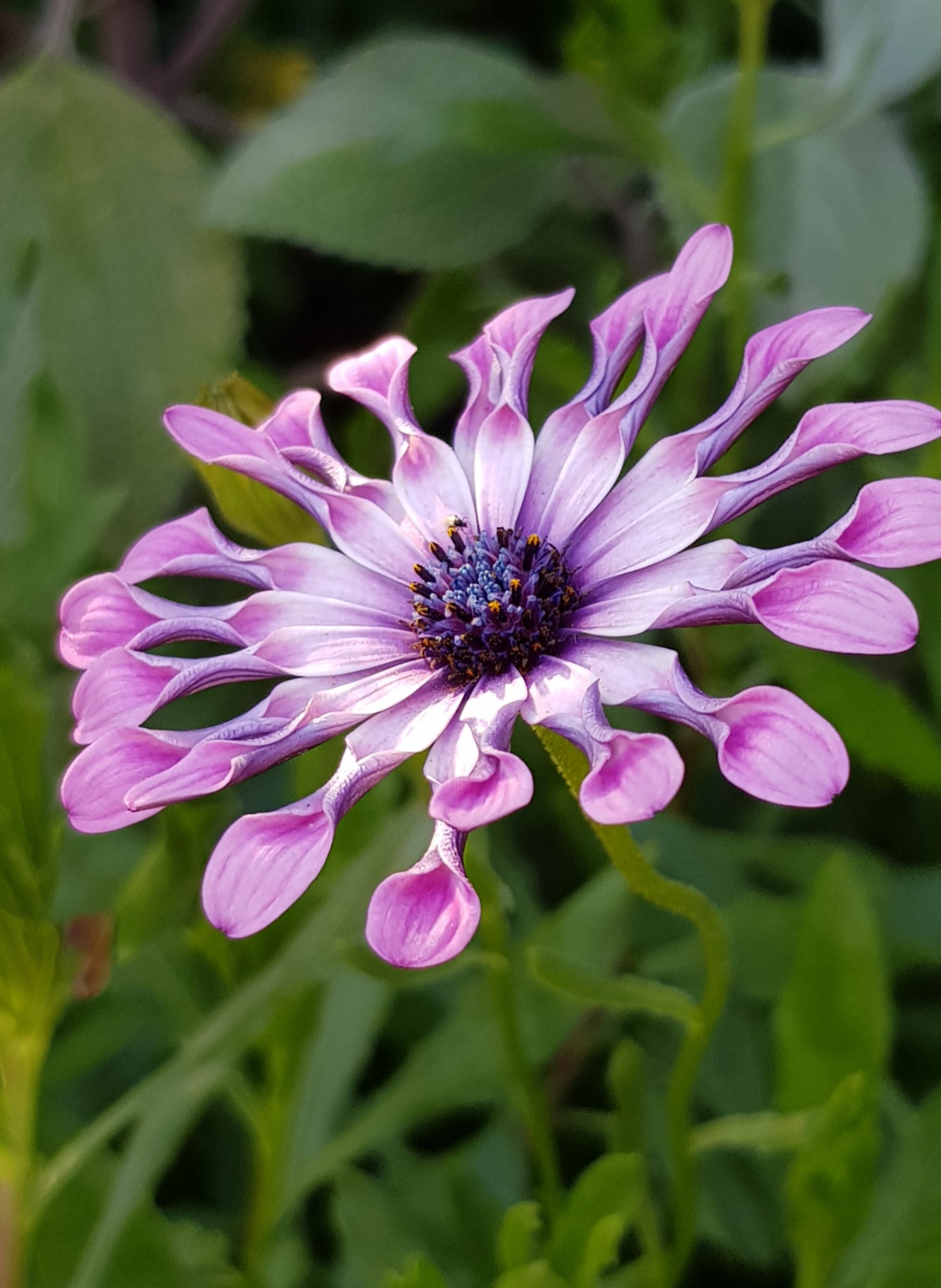 Elegant Zinnia