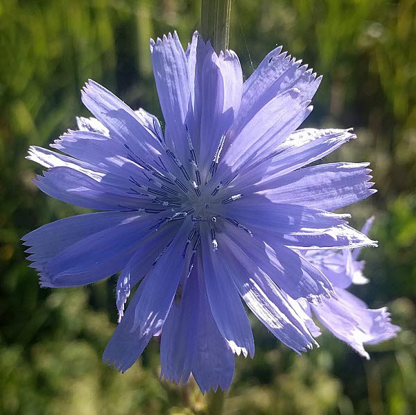 2021-06 Blå blomma