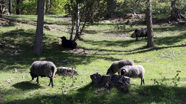 2021-05 Fårmark